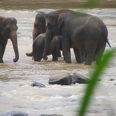 Ma Oya Retreat Pinnawala Pinnawala (Kegalle) Luaran gambar