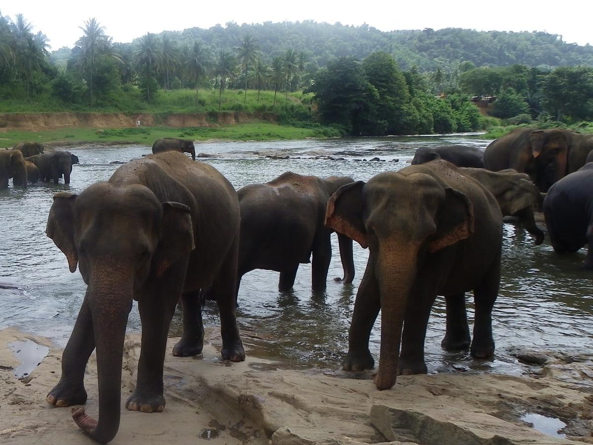 Ma Oya Retreat Pinnawala Pinnawala (Kegalle) Luaran gambar