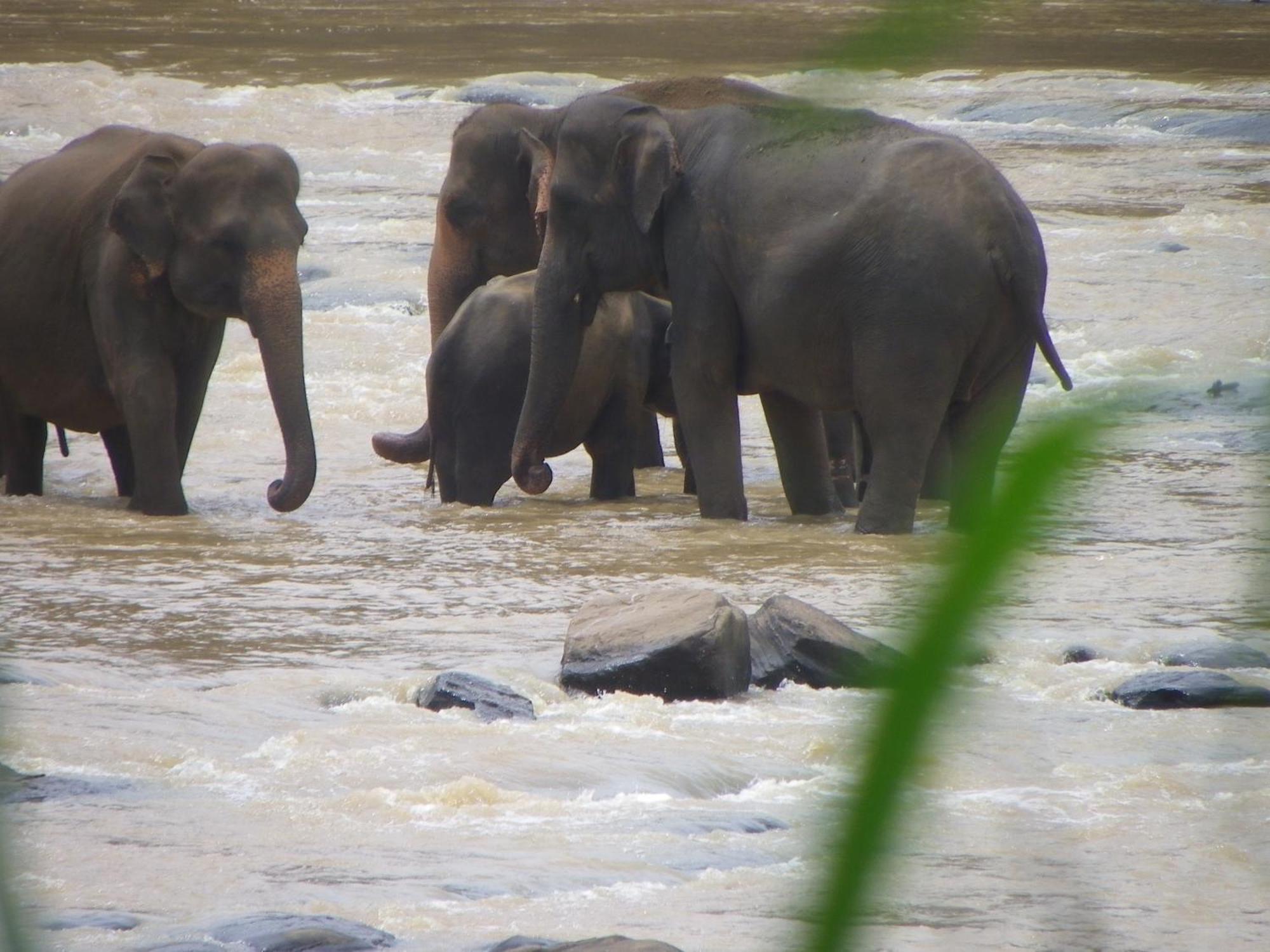 Ma Oya Retreat Pinnawala Pinnawala (Kegalle) Luaran gambar